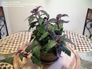 Purple Passion Vine